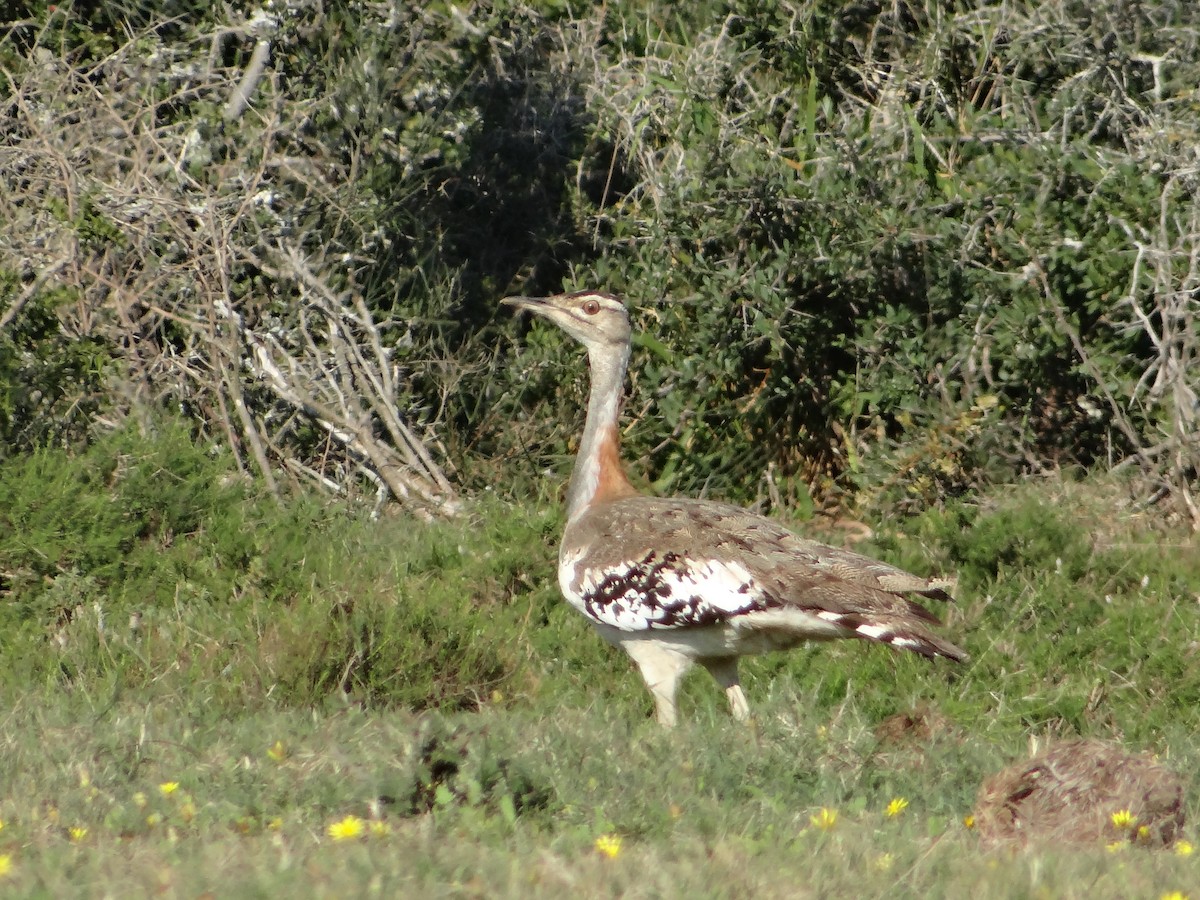 Denham's Bustard - ML642322503