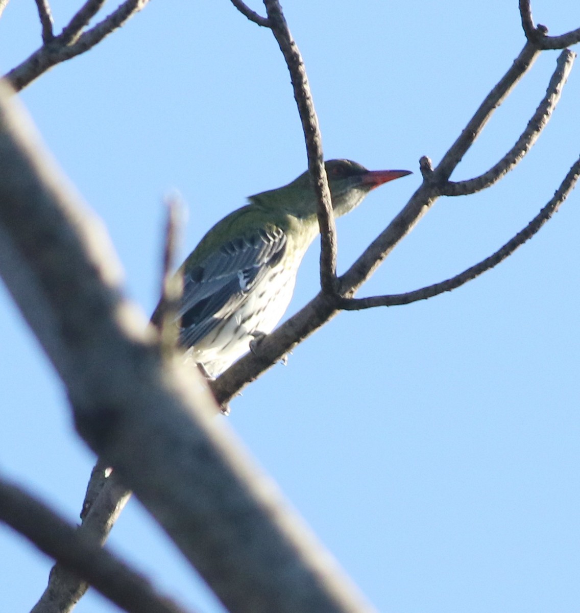 Olive-backed Oriole - ML642322504