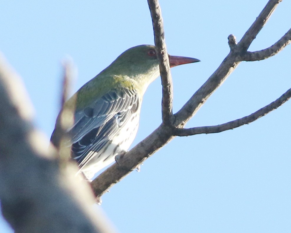 Olive-backed Oriole - ML642322505