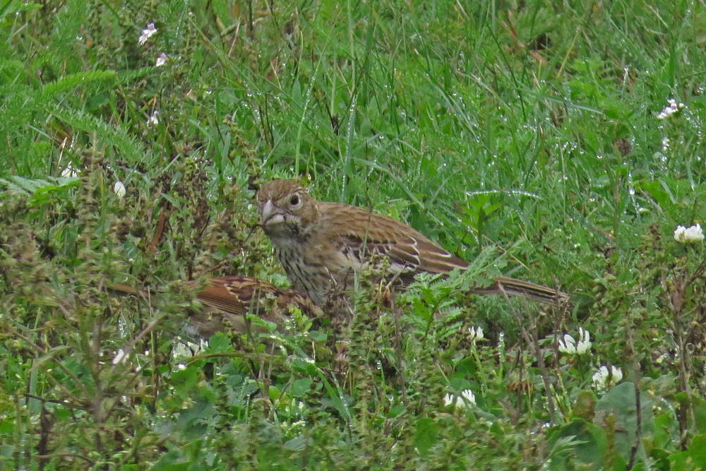 Lark Bunting - ML642322512