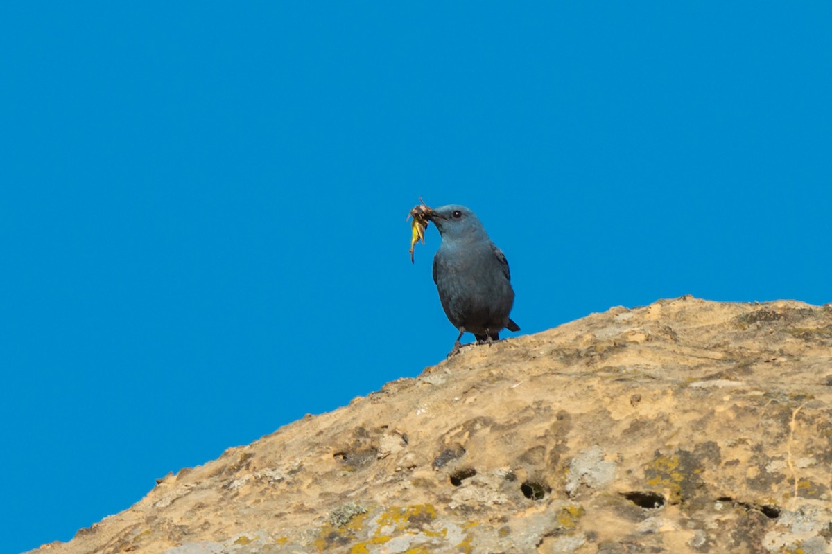 skalník modrý - ML642322532