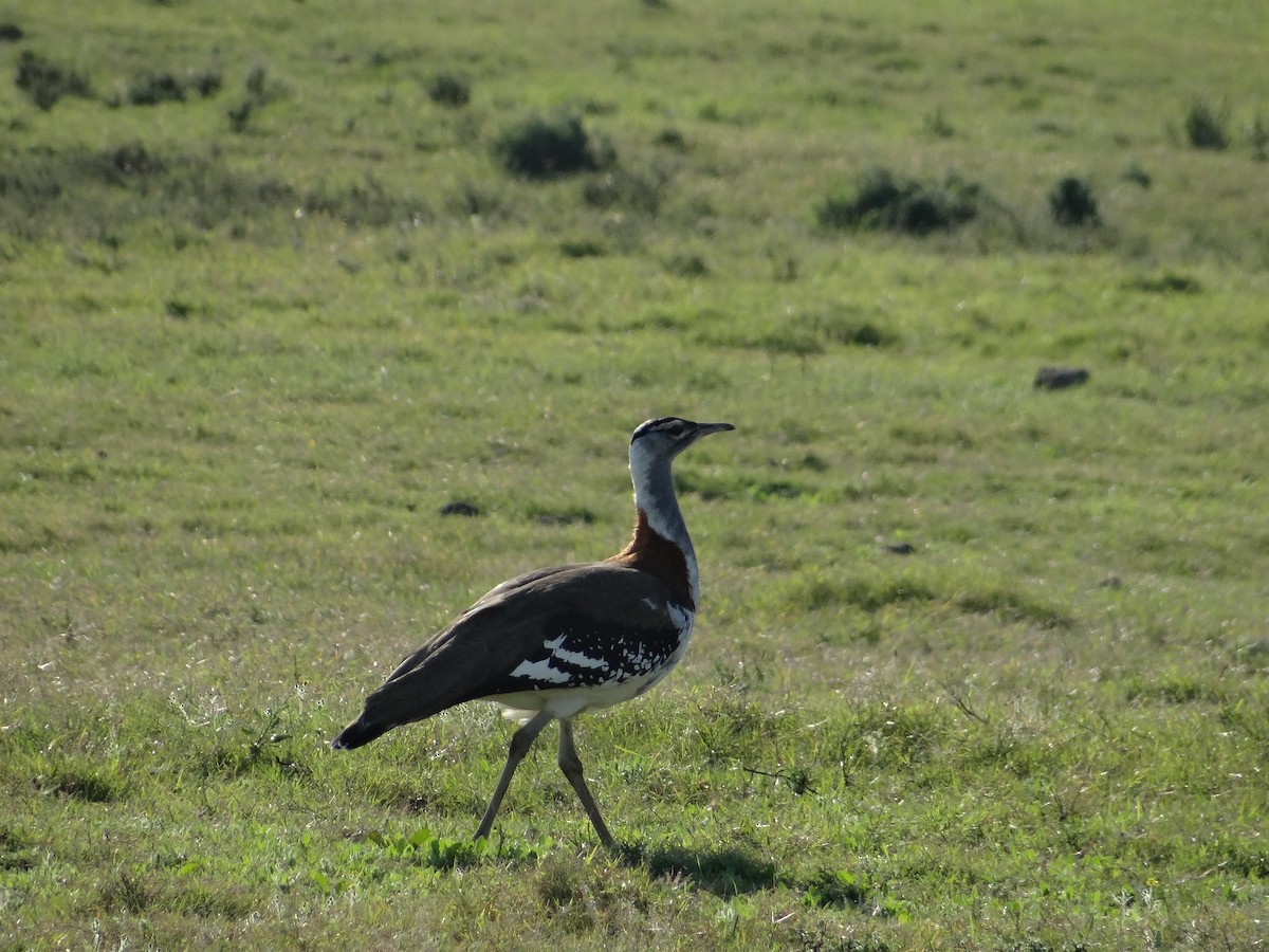 Denham's Bustard - ML642322548