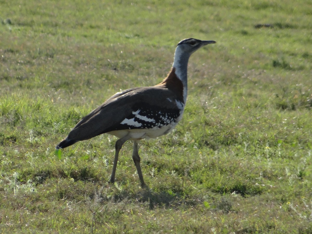 Denham's Bustard - ML642322549