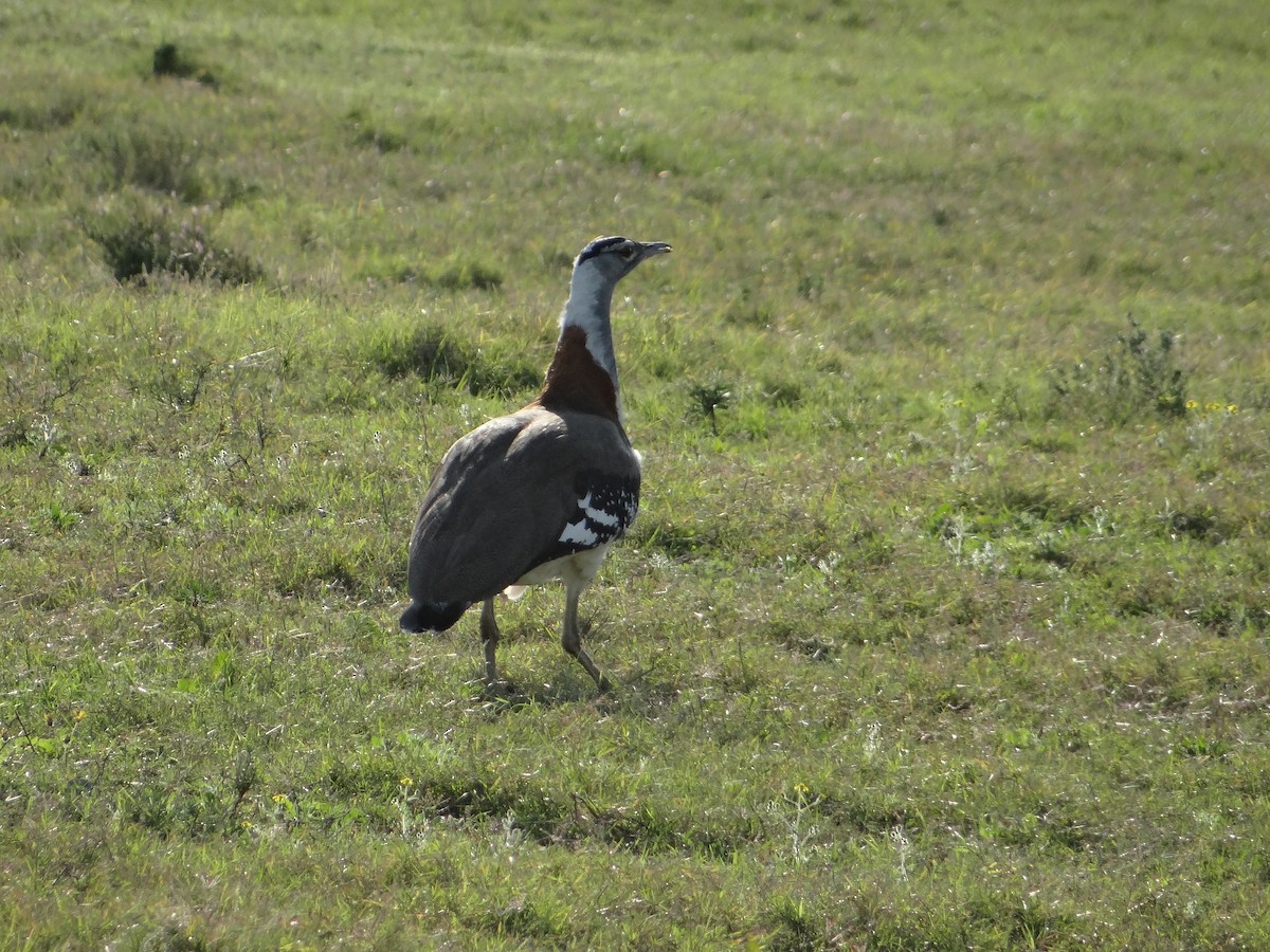 Denham's Bustard - ML642322550