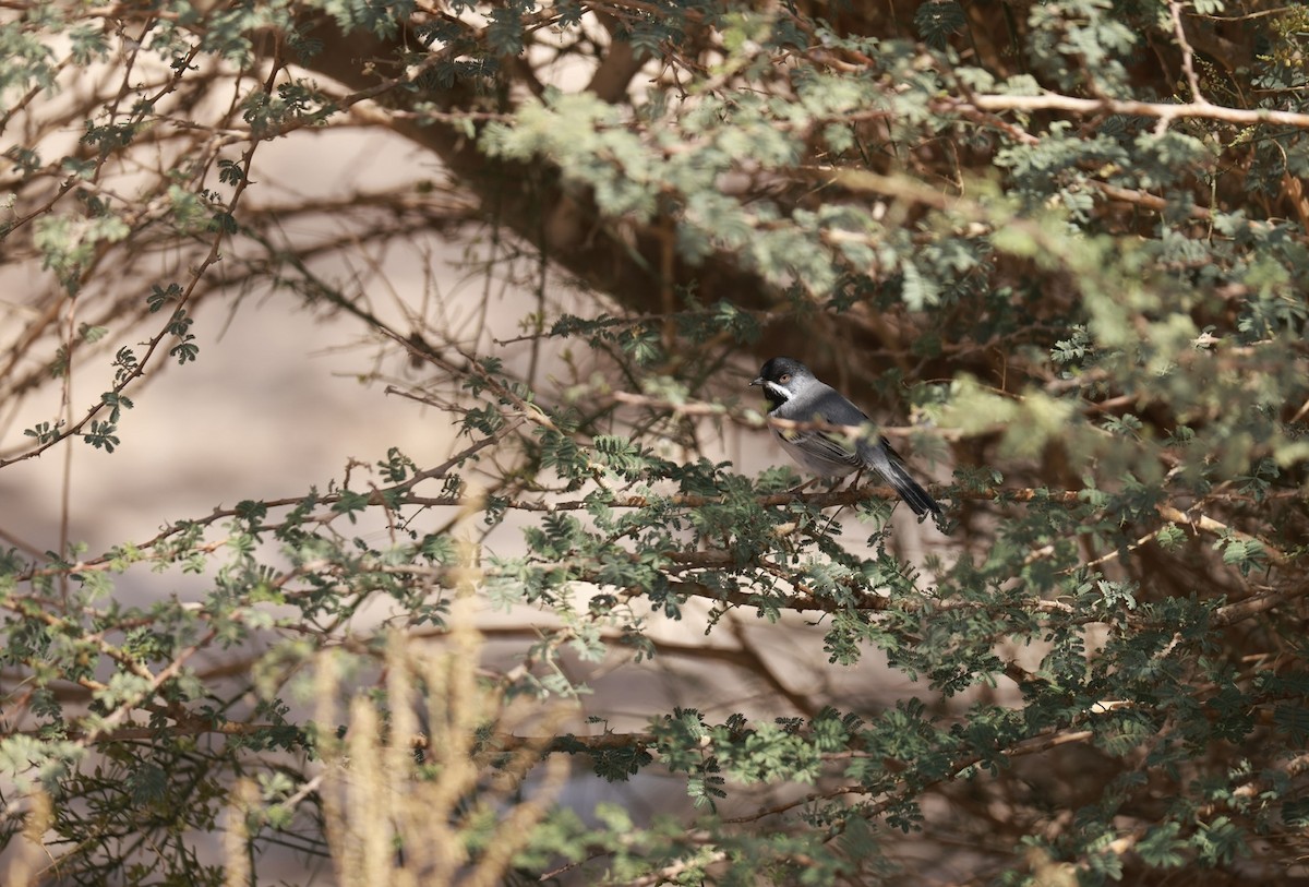 Rüppell's Warbler - ML642322555