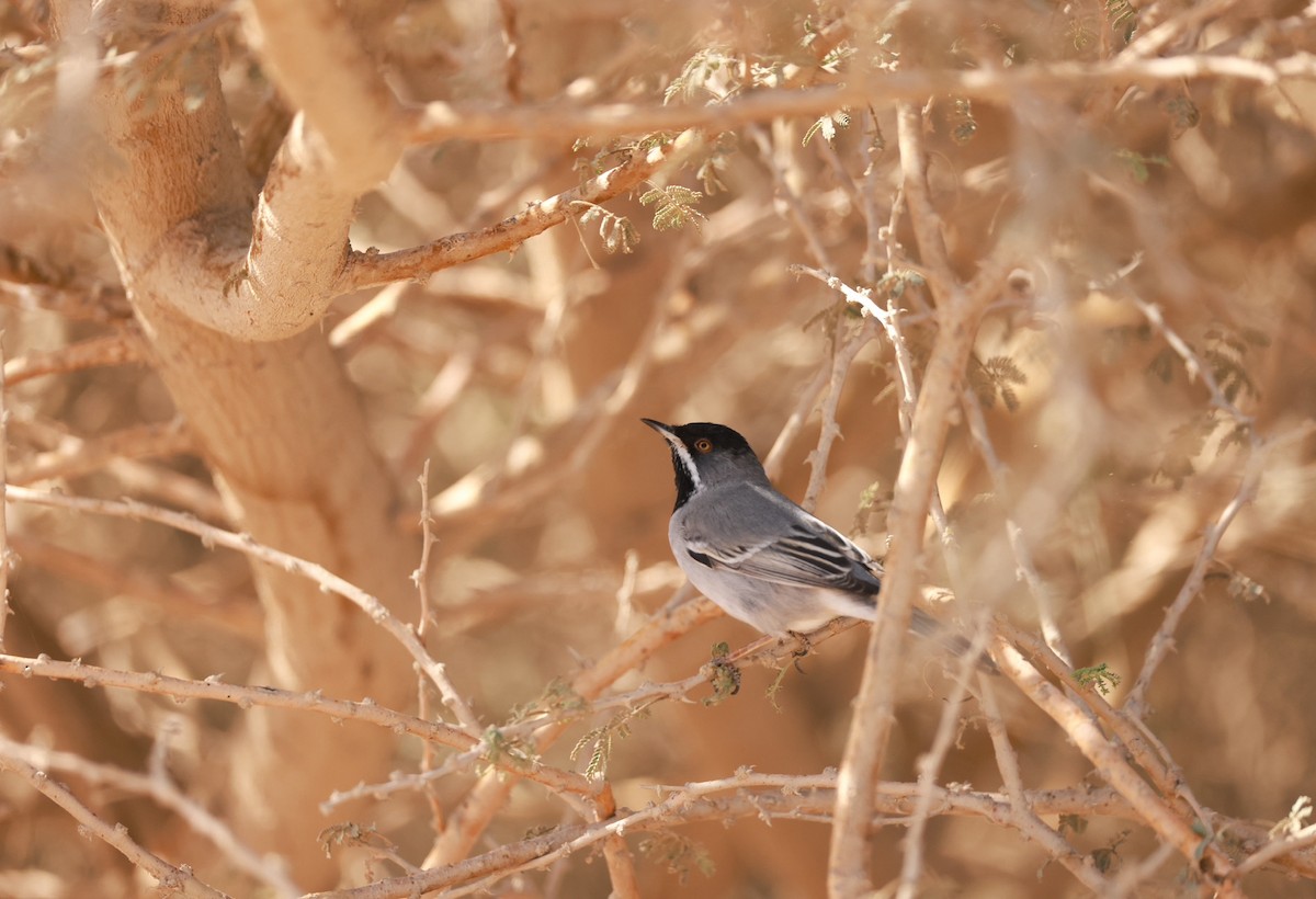 Rüppell's Warbler - ML642322556