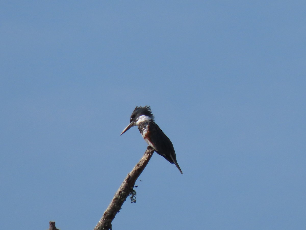 Belted Kingfisher - ML642322565