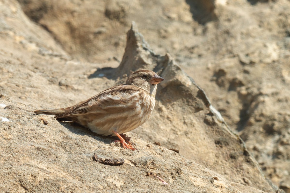 vrabec skalní - ML642322581