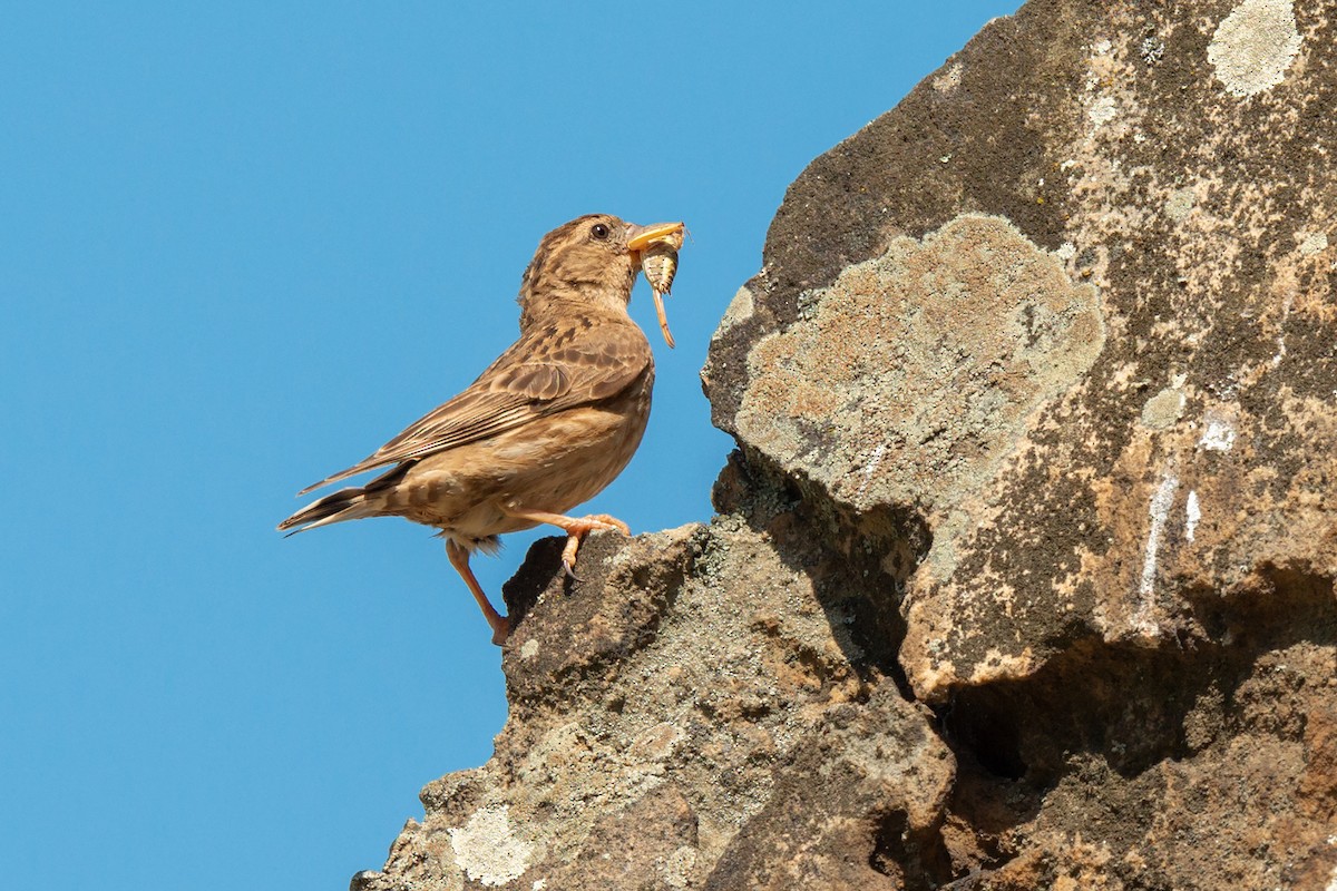 vrabec skalní - ML642322583