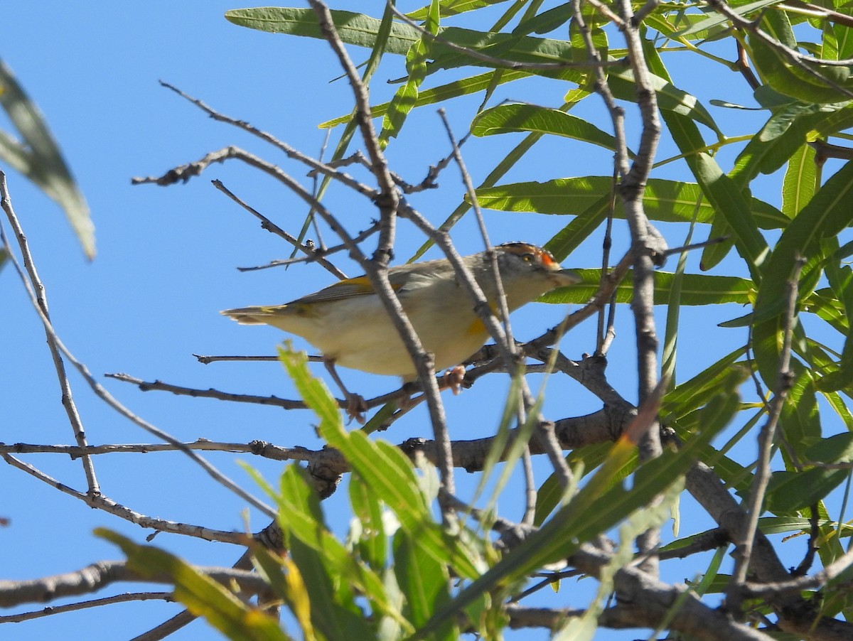 Red-browed Pardalote - ML642322682