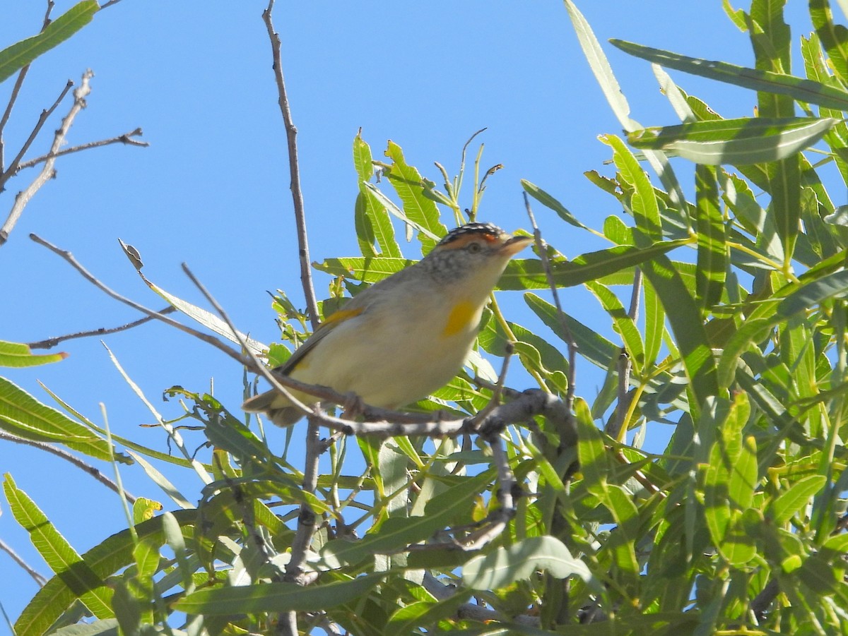 Red-browed Pardalote - ML642322683