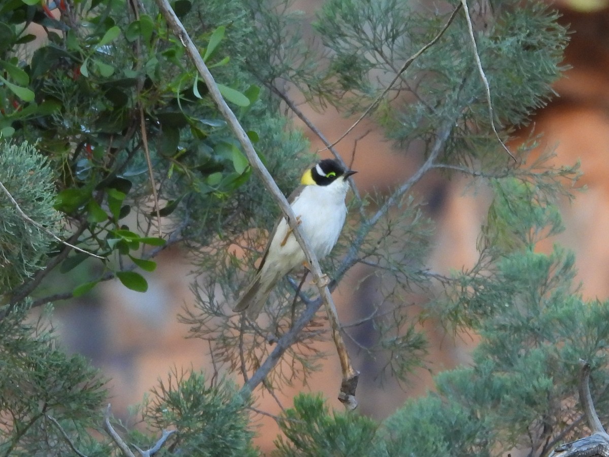 Black-chinned Honeyeater (Golden-backed) - ML642322700