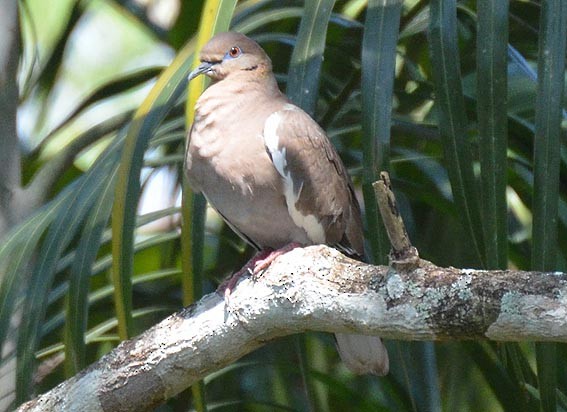 White-winged Dove - ML642322705