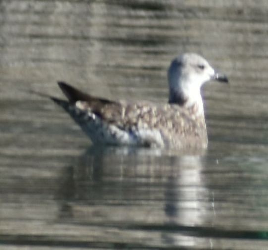 Larus sp. - ML642322706