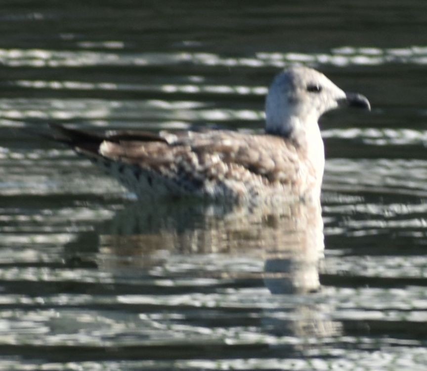 Larus sp. - ML642322708
