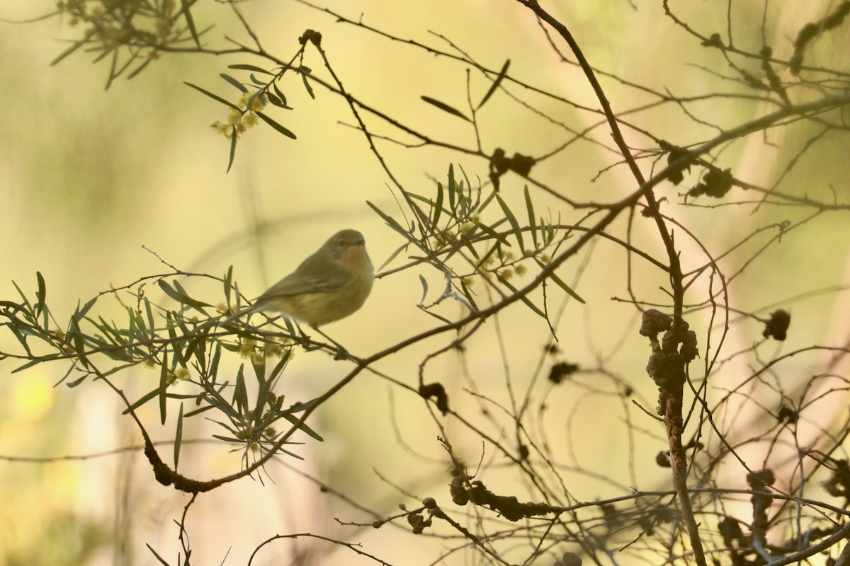 Yellow Thornbill - ML642322722