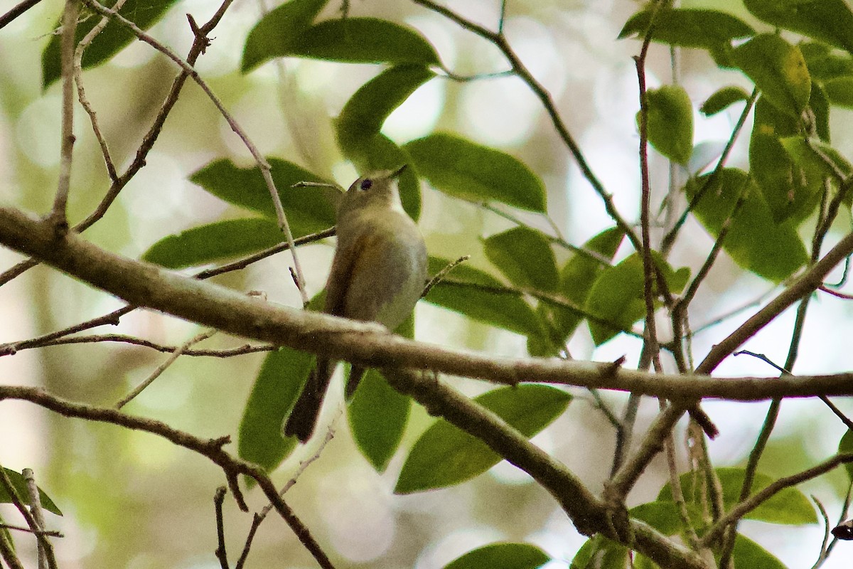 Slaty-backed Flycatcher - ML642322724