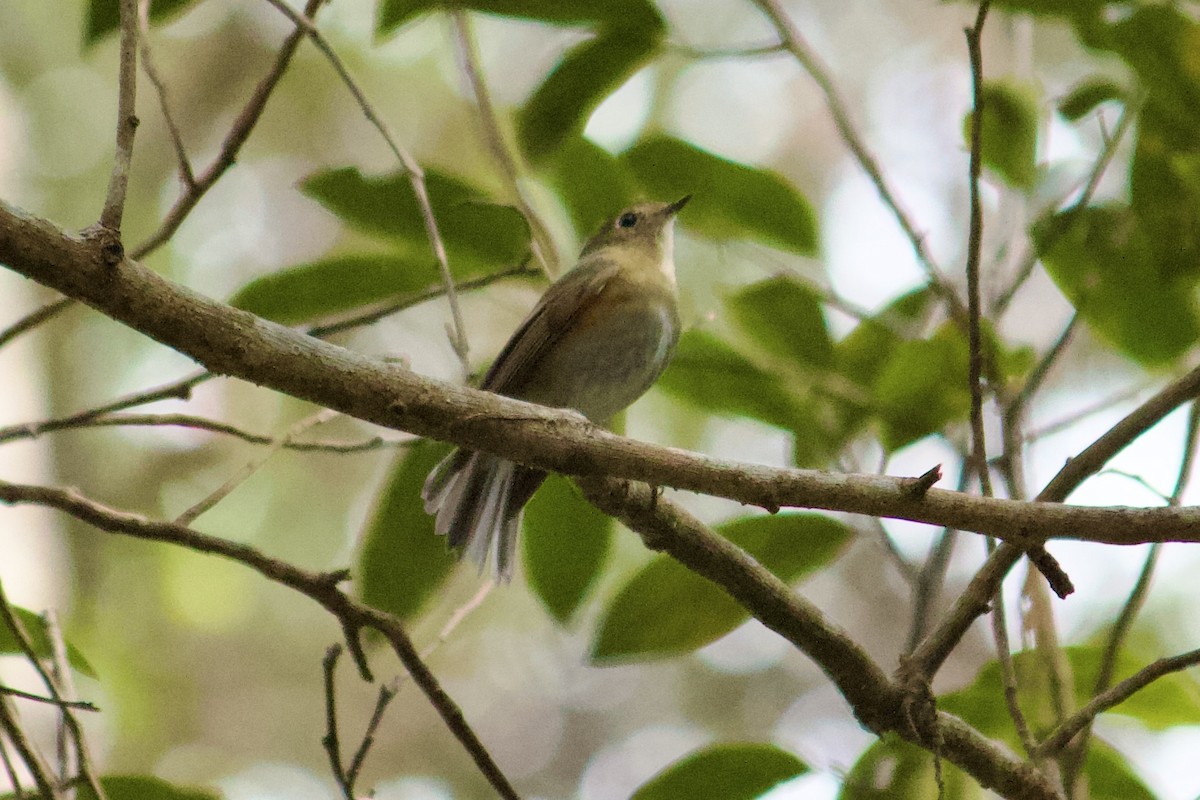 Slaty-backed Flycatcher - ML642322725