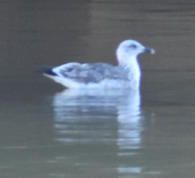 Larus sp. - ML642322730