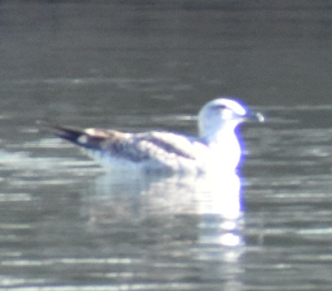 Larus sp. - ML642322731