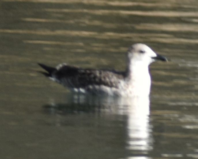 Larus sp. - ML642322747