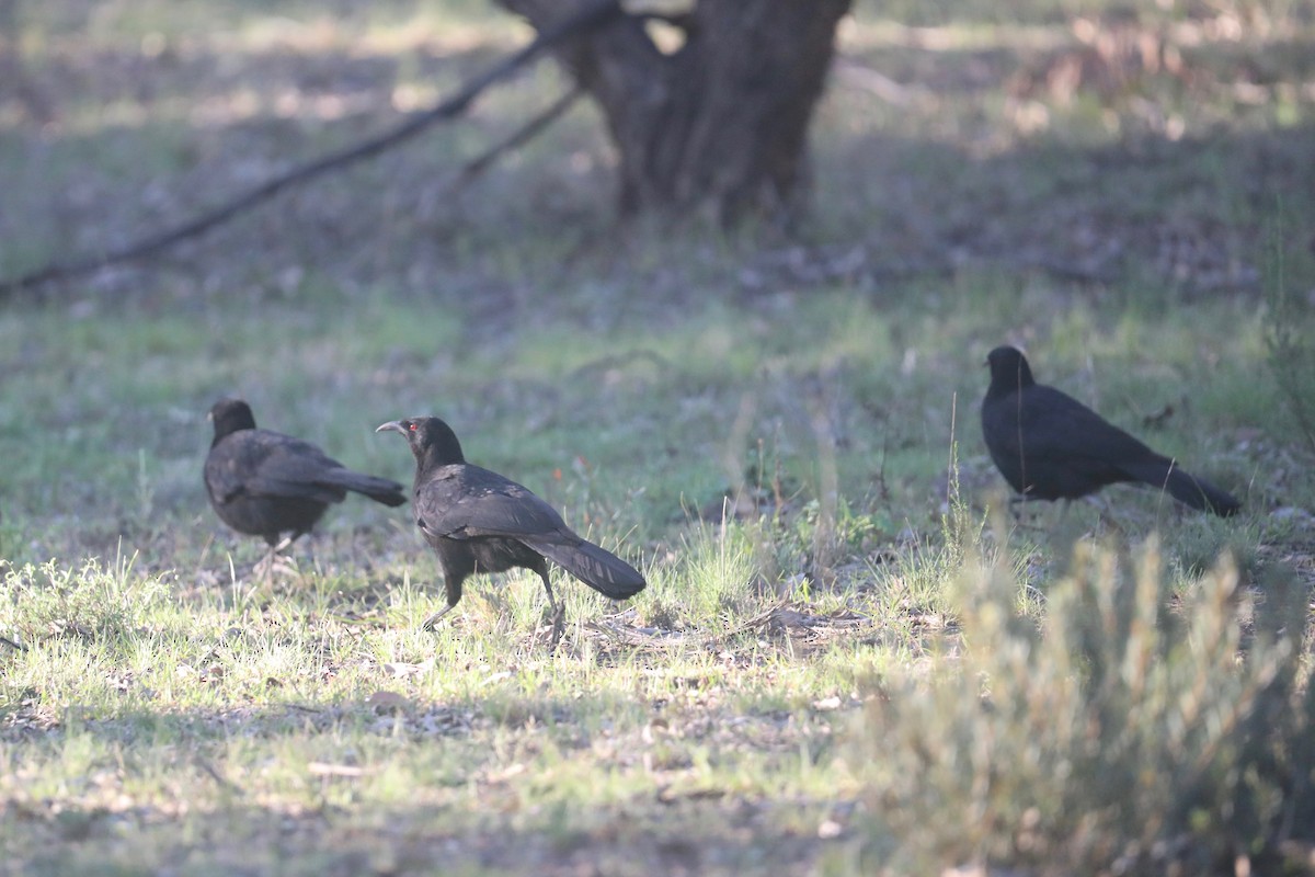 White-winged Chough - ML642322751
