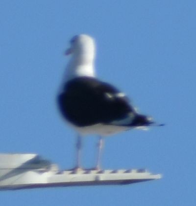 Larus sp. - ML642322752