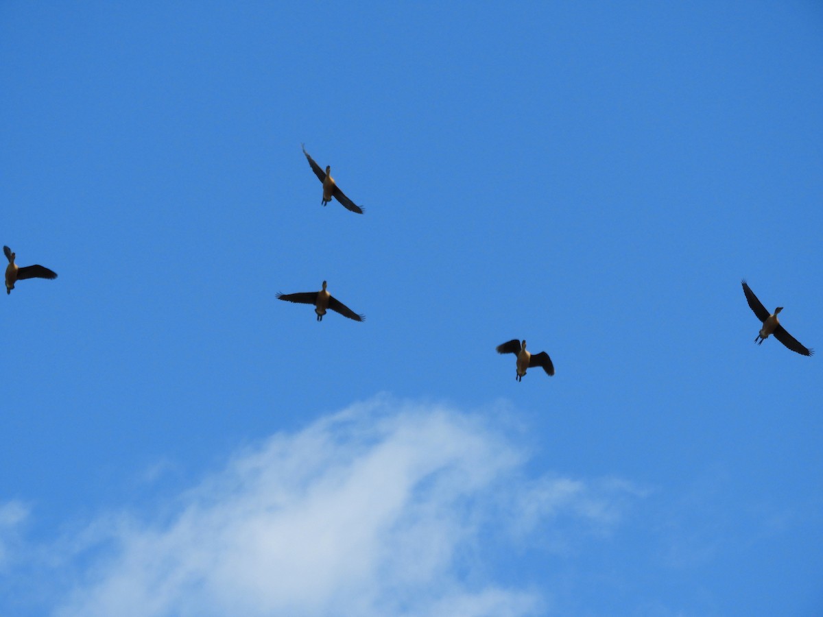 Fulvous Whistling-Duck - ML642322765