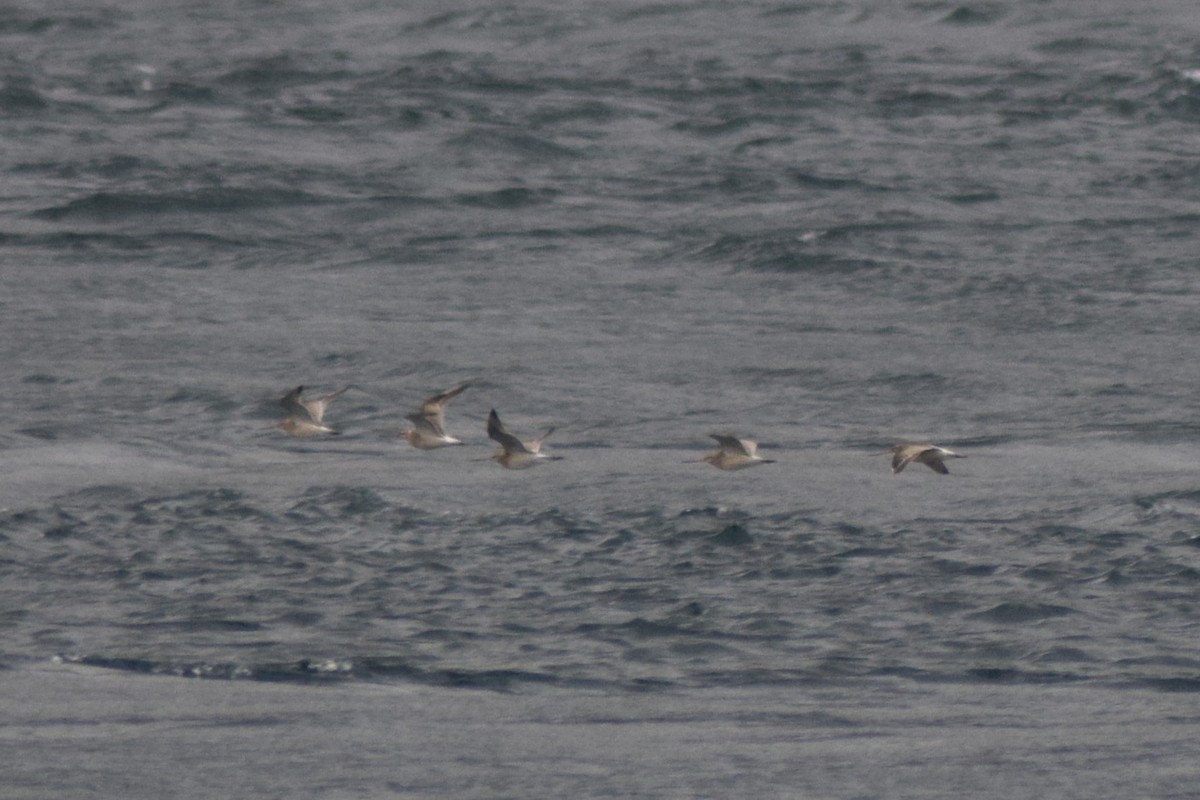 Bar-tailed Godwit - ML642322794