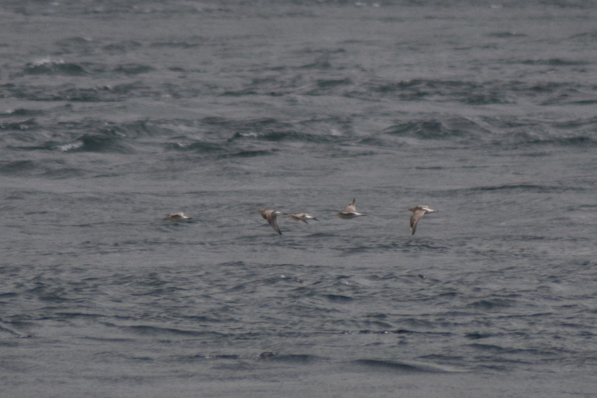 Bar-tailed Godwit - ML642322796