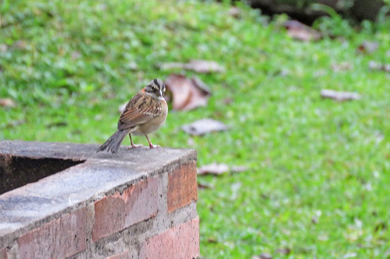 Rufous-collared Sparrow - ML642322832