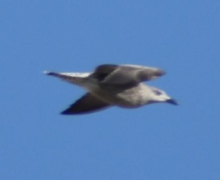 Larus sp. - ML642322868