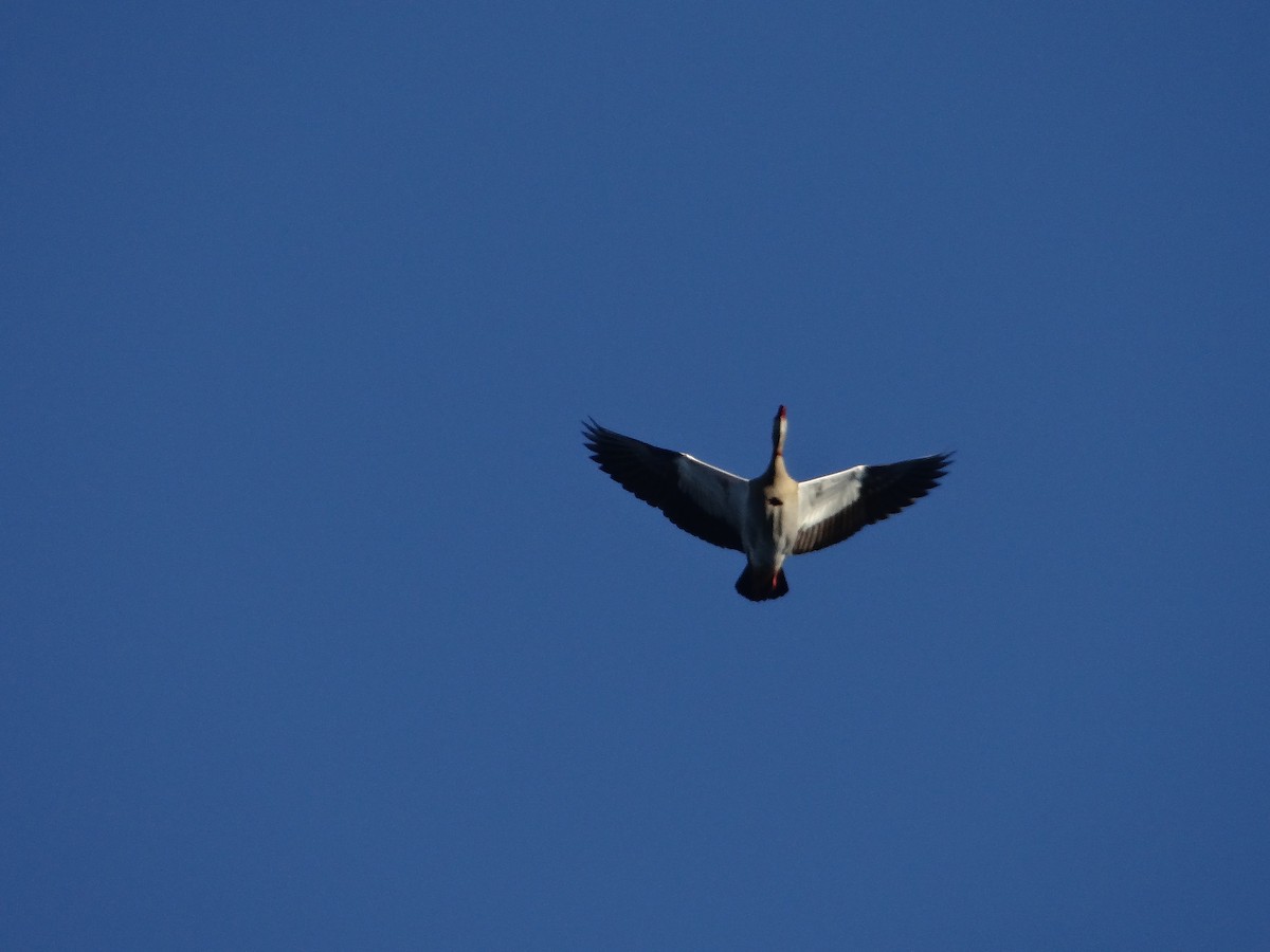 Egyptian Goose - ML642322875