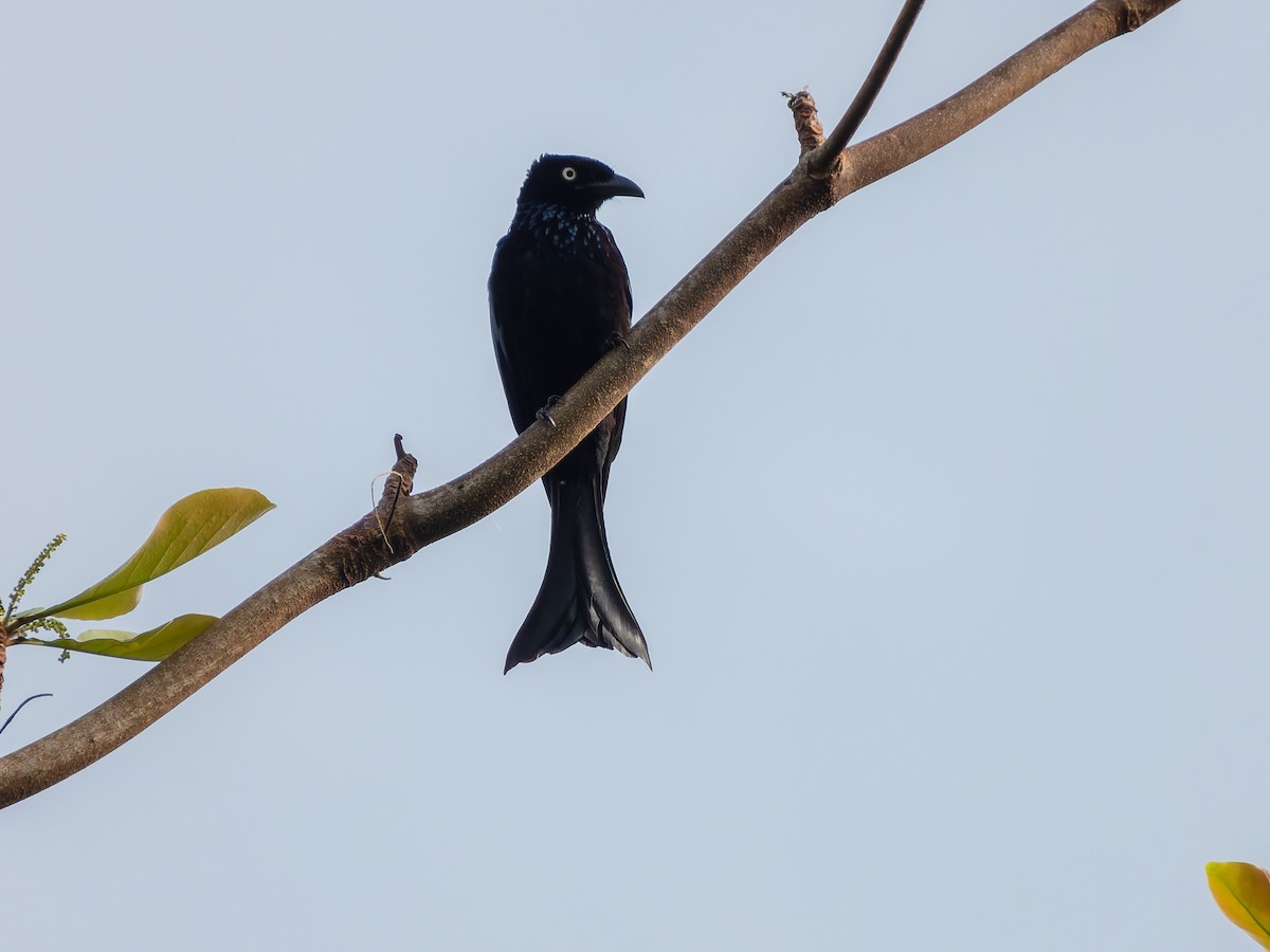 Drongo à crinière (leucops/banggaiensis) - ML642322891