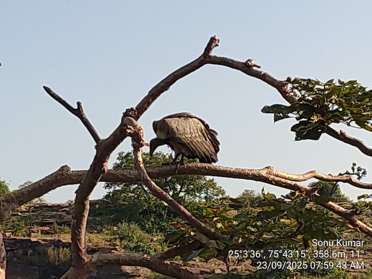 Indian Vulture - ML642322916