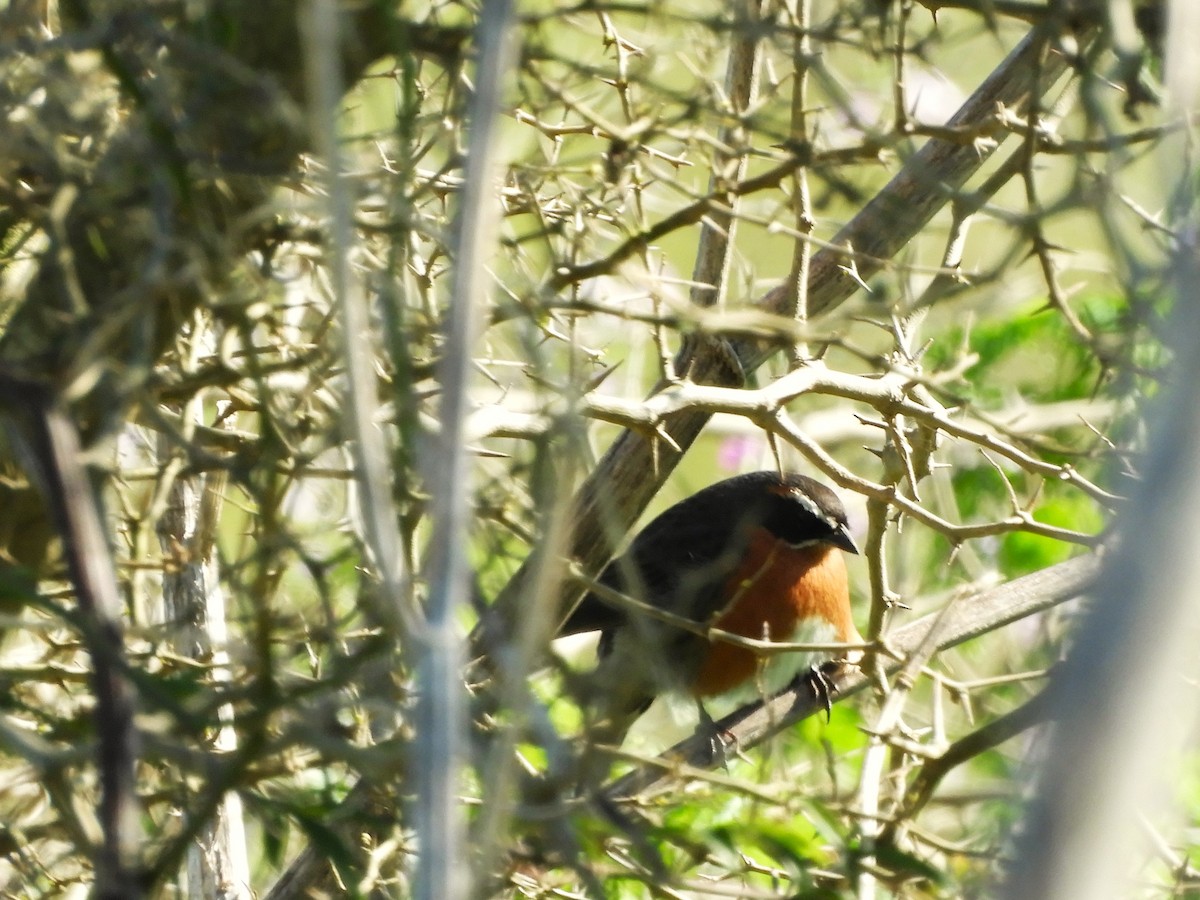 Black-and-rufous Warbling Finch - ML642322924