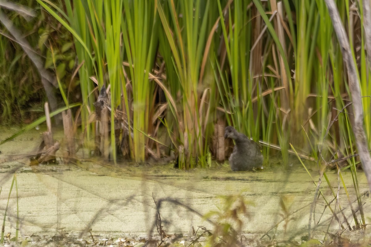 Common Gallinule - ML642322926