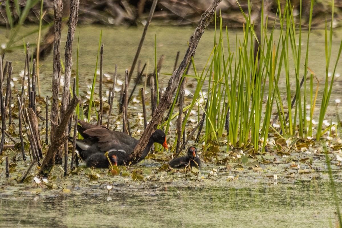 Common Gallinule - ML642322927