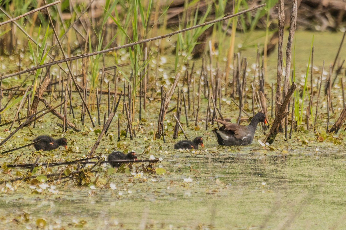Common Gallinule - ML642322928