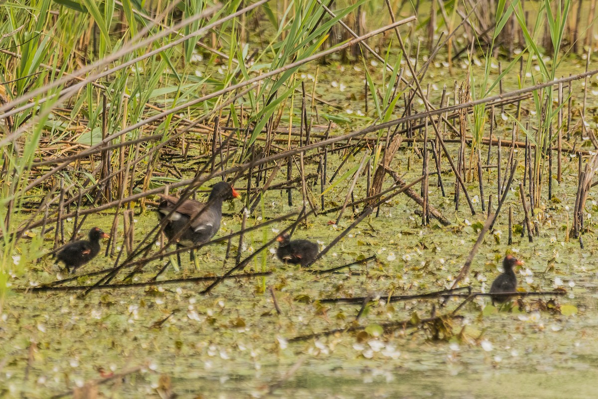 Common Gallinule - ML642322929
