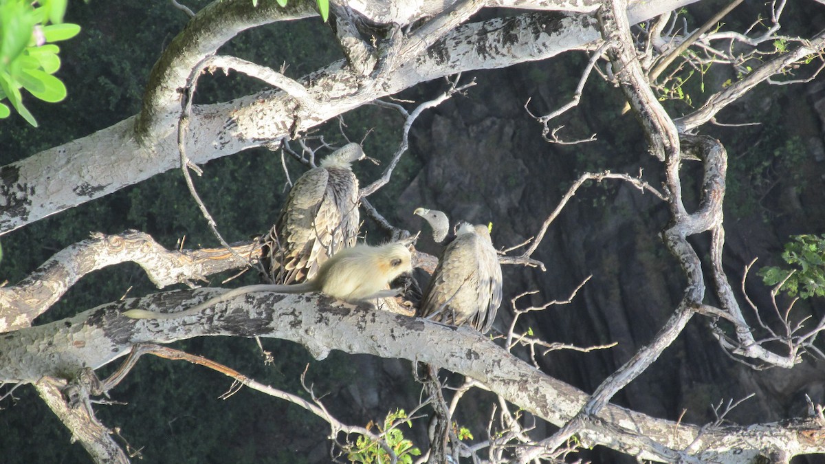 Indian Vulture - ML642322930