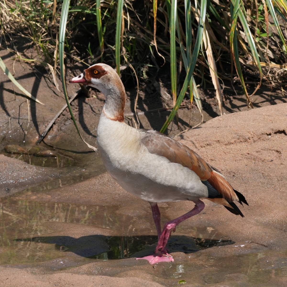 Egyptian Goose - ML642322959