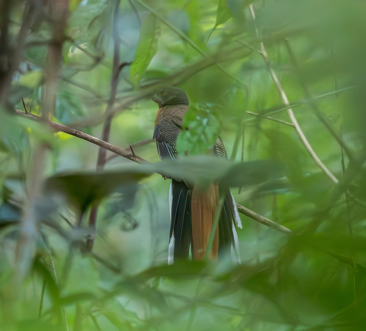 Trogon cannelle - ML642322960