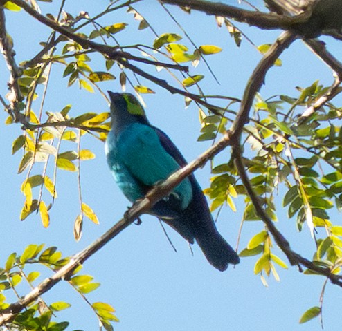 Paradise Tanager - ML642322966
