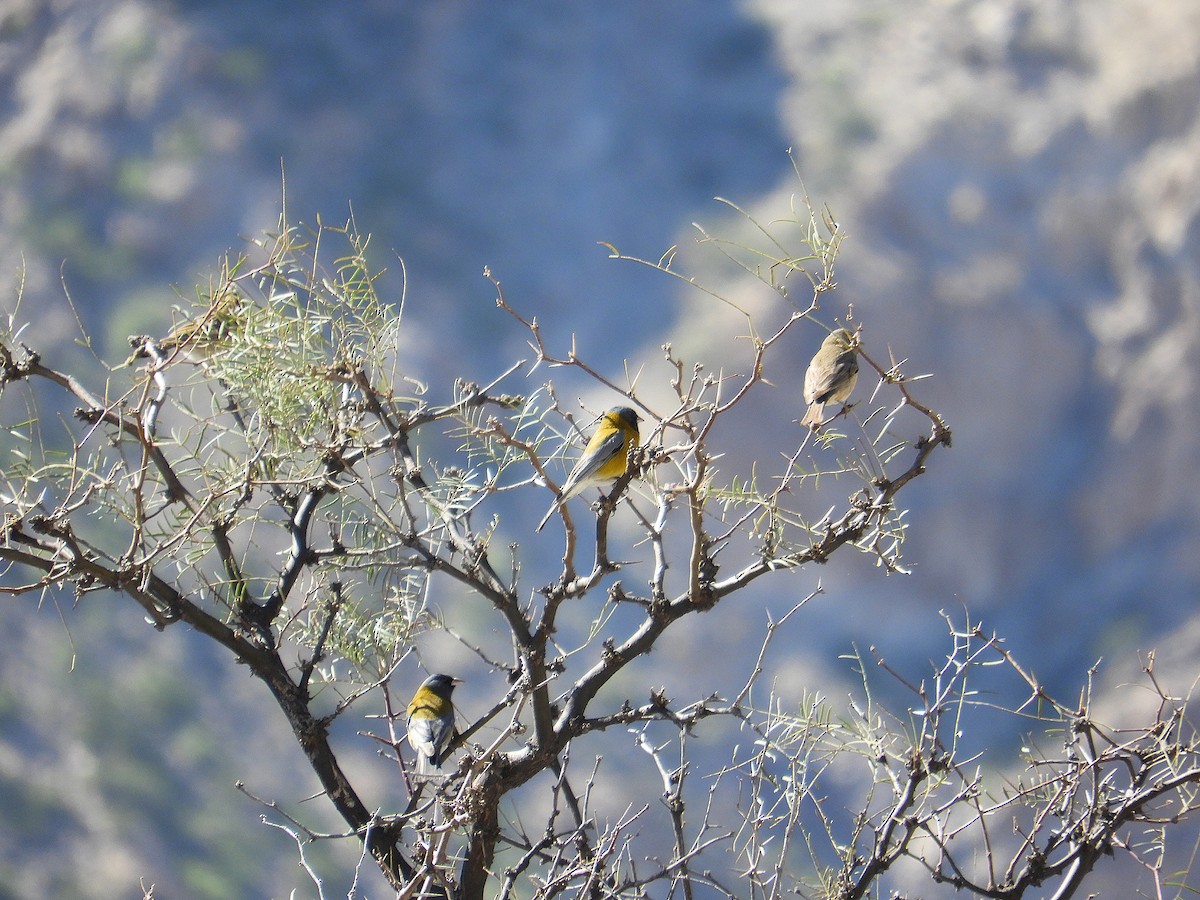 Gray-hooded Sierra Finch - ML642322968