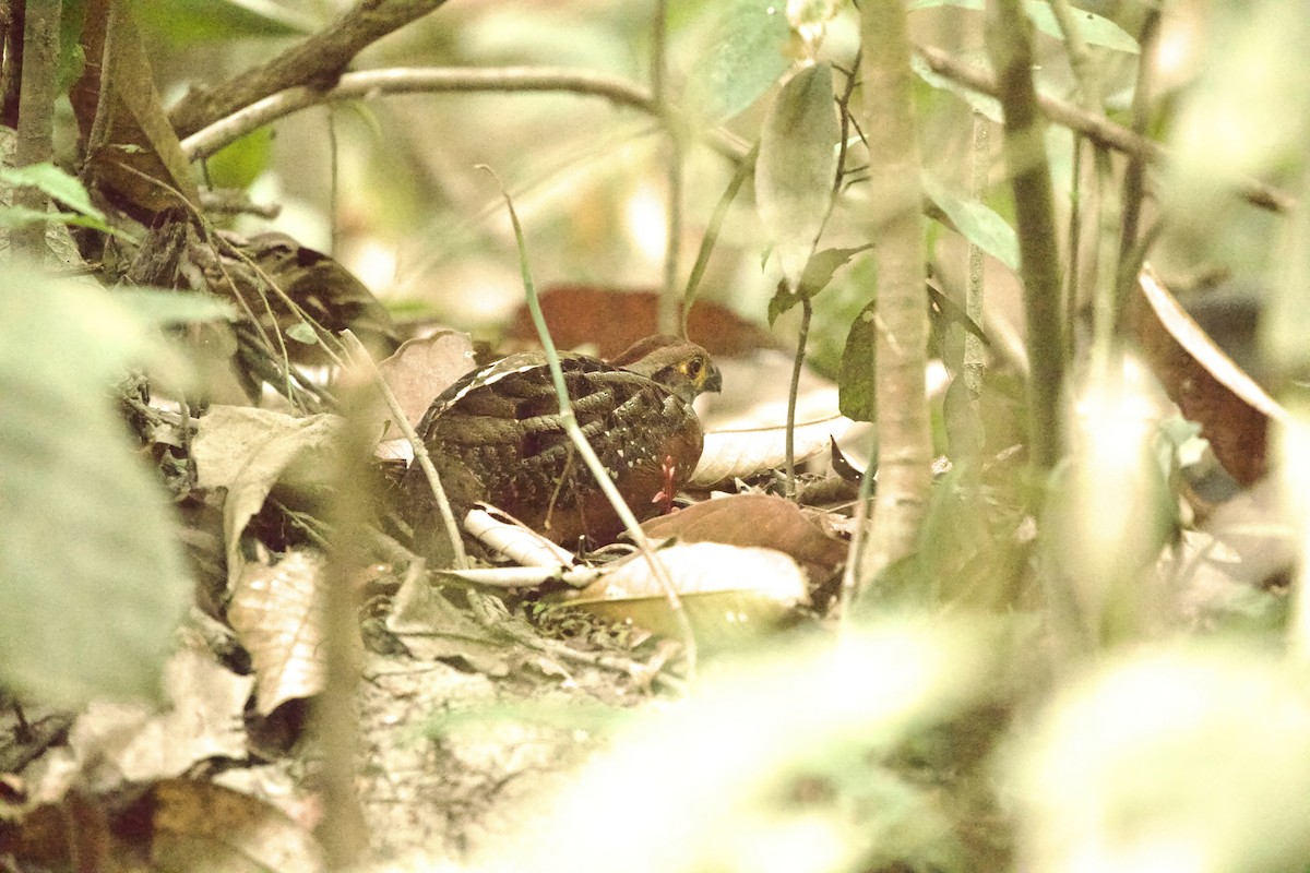 Starred Wood-Quail - ML642322969