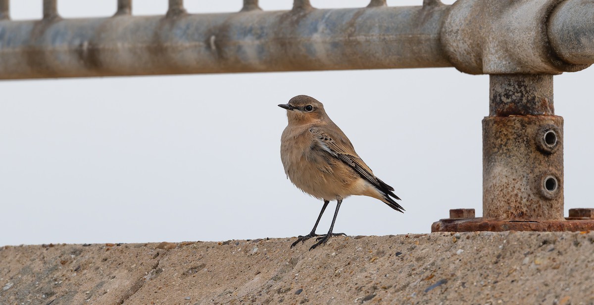 Northern Wheatear - ML642322999