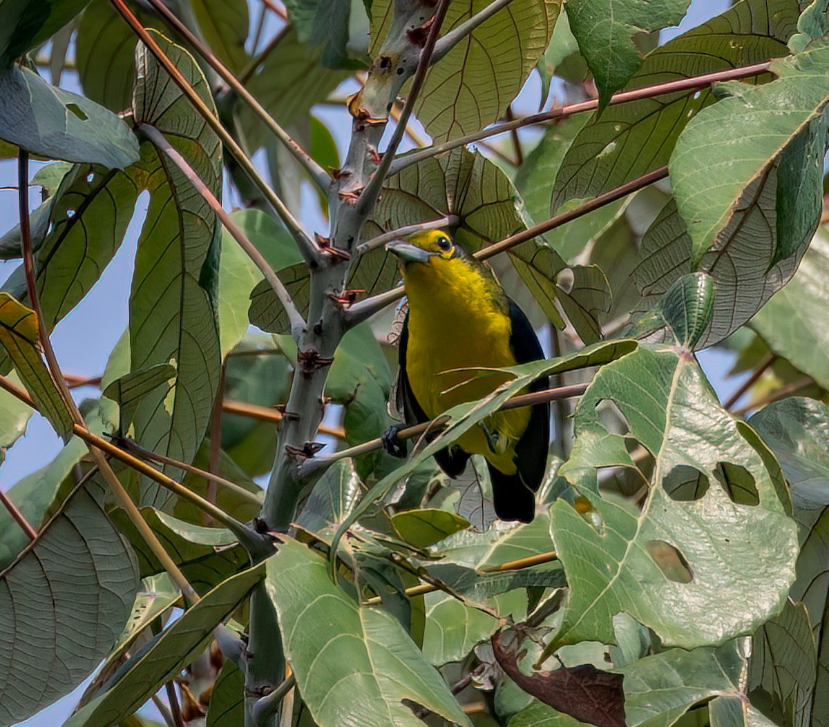 Iora de Lafresnaye - ML642323014