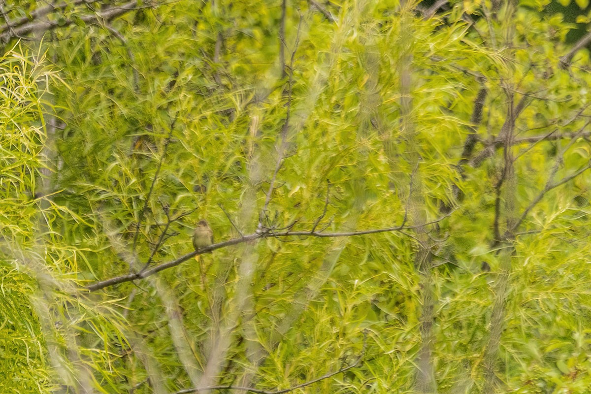Willow Flycatcher - ML642323028