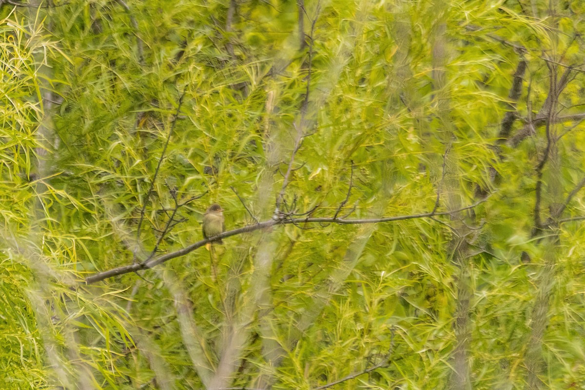 Willow Flycatcher - ML642323038